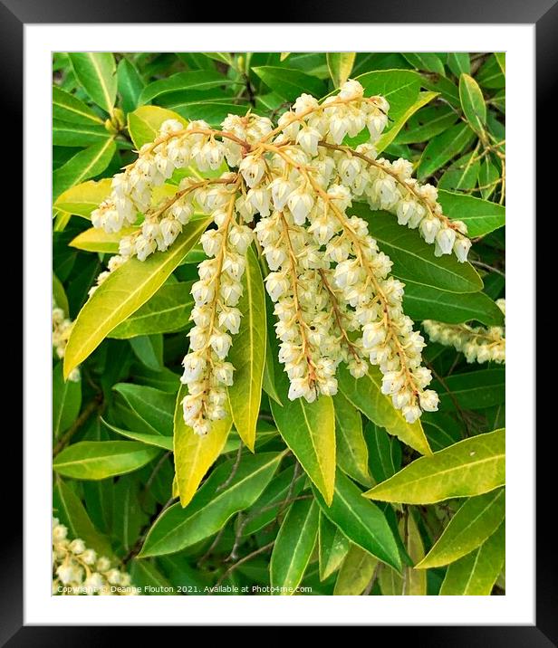 Cascading Ivory Blossoms Framed Mounted Print by Deanne Flouton