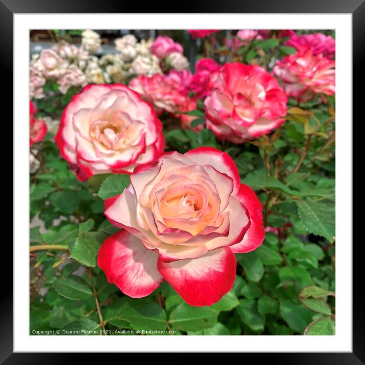 Passion Blooms Framed Mounted Print by Deanne Flouton