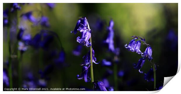 Bluebell_2021_001 Print by Mark ODonnell