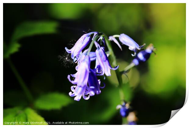 Bluebell_2021_002 Print by Mark ODonnell