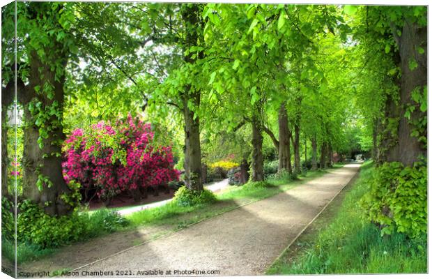 Cannon Hall Lime Tree Walk Canvas Print by Alison Chambers