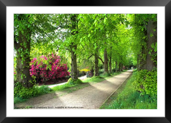 Cannon Hall Lime Tree Walk Framed Mounted Print by Alison Chambers