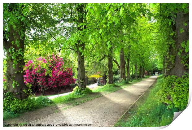 Cannon Hall Lime Tree Walk Print by Alison Chambers