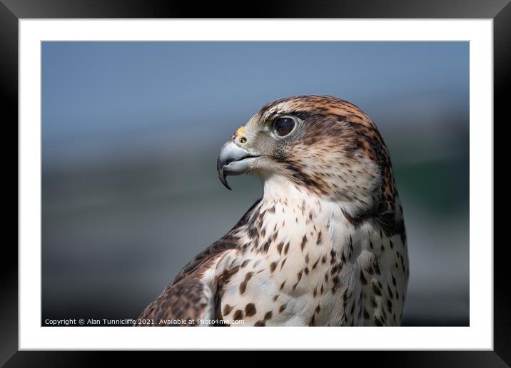 Saker falcon portrait Framed Mounted Print by Alan Tunnicliffe
