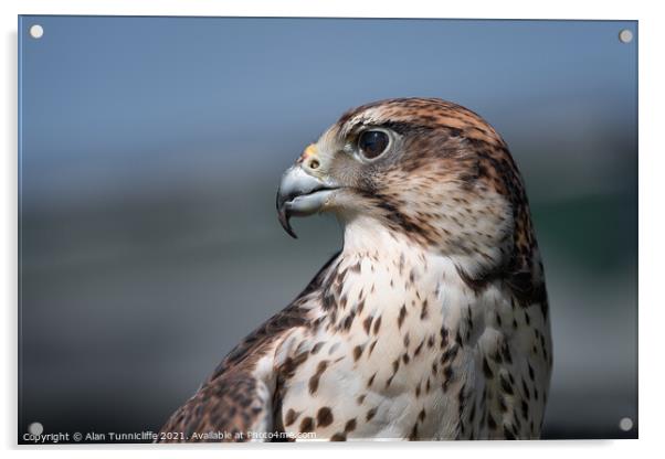 Saker falcon portrait Acrylic by Alan Tunnicliffe