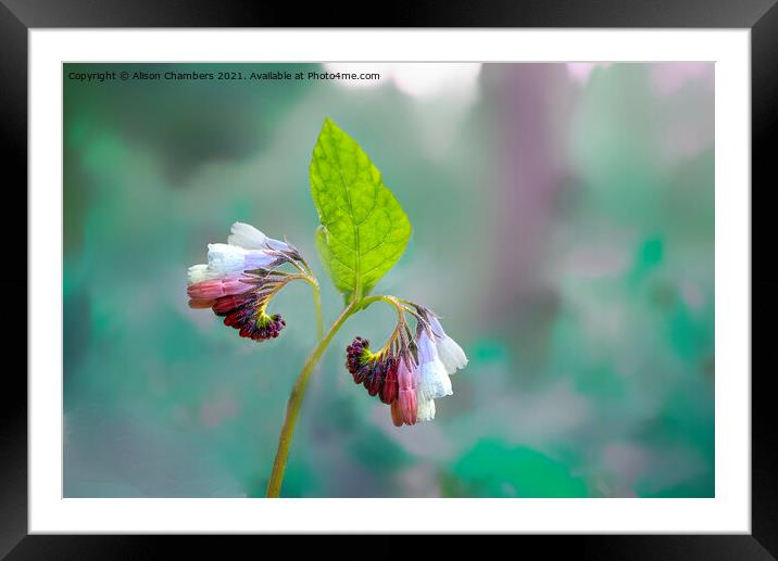 Comfrey Flower Framed Mounted Print by Alison Chambers