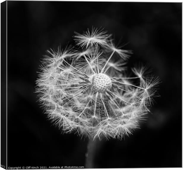 A close up of a dandelion Canvas Print by Cliff Kinch