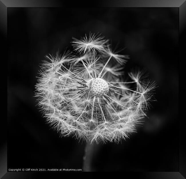 A close up of a dandelion Framed Print by Cliff Kinch
