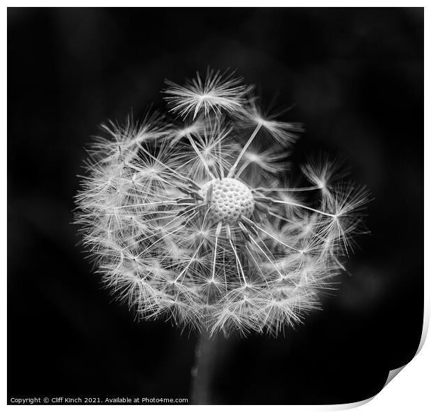 A close up of a dandelion Print by Cliff Kinch