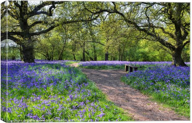 Bluebell Woods in  Ancient English Woodlands Canvas Print by Diana Mower