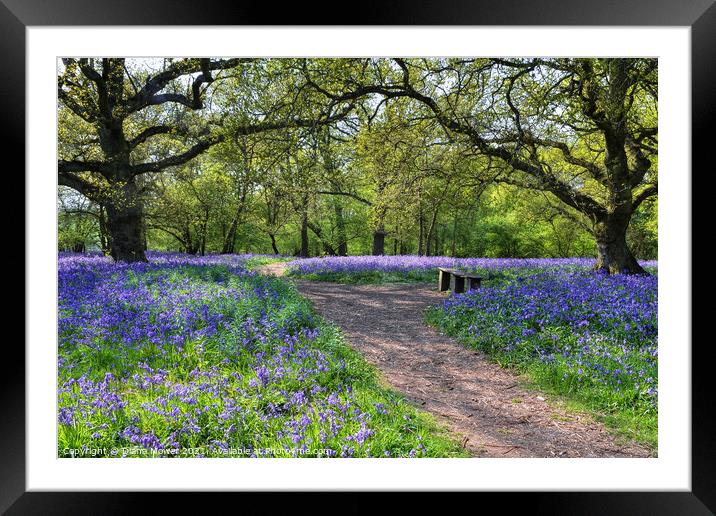 Bluebell Woods in  Ancient English Woodlands Framed Mounted Print by Diana Mower