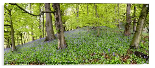 Bransdale Bluebells Acrylic by Richard Burdon