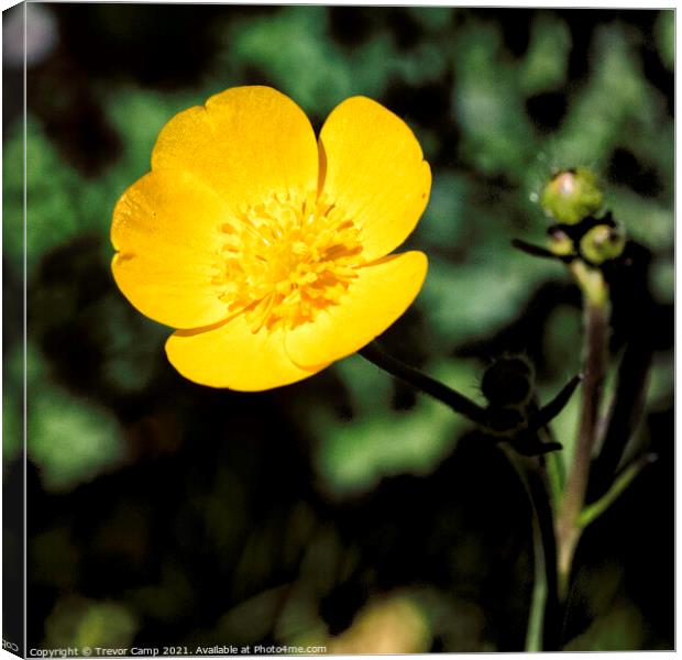 The Solitary Buttercup Canvas Print by Trevor Camp