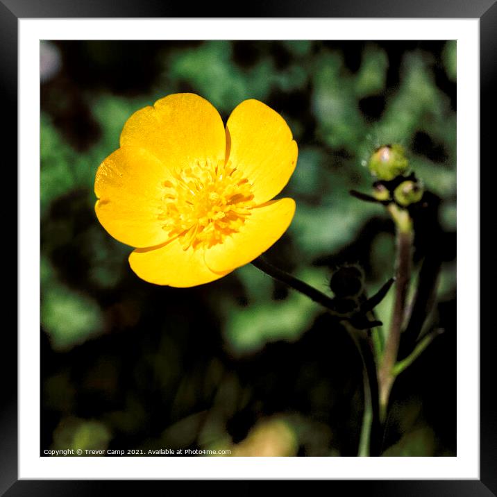 The Solitary Buttercup Framed Mounted Print by Trevor Camp