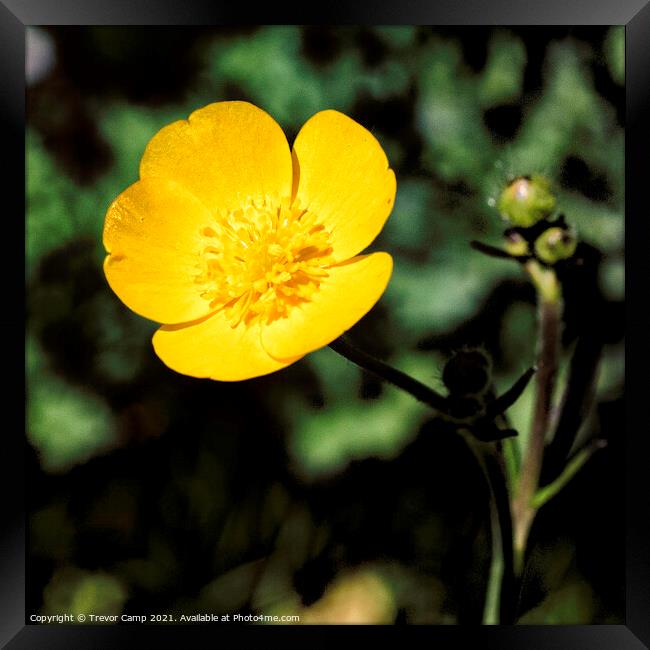 The Solitary Buttercup Framed Print by Trevor Camp