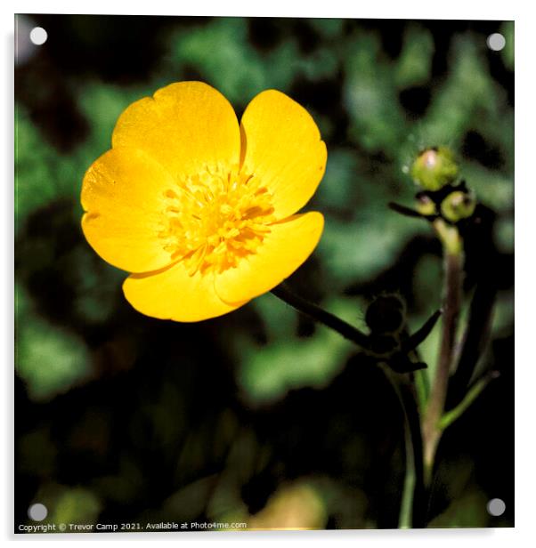 The Solitary Buttercup Acrylic by Trevor Camp