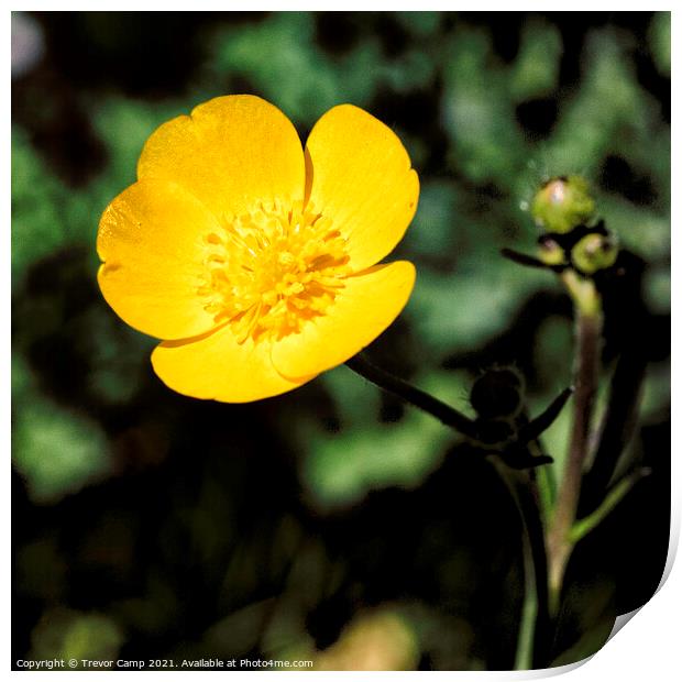 The Solitary Buttercup Print by Trevor Camp