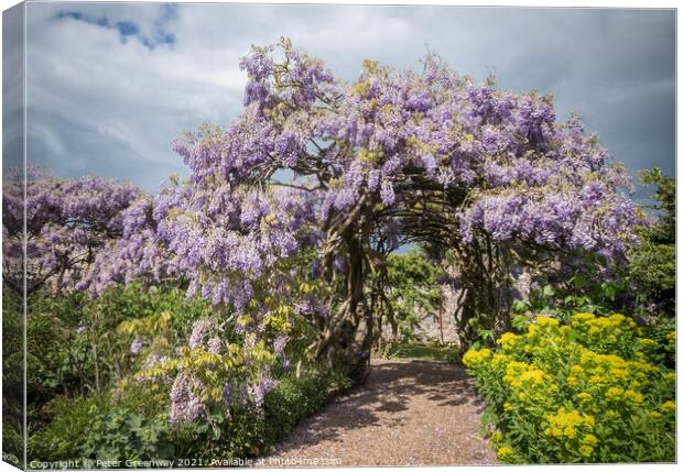 Ancient 125 Year Old Wisteria In The Gardens At Gr Canvas Print by Peter Greenway