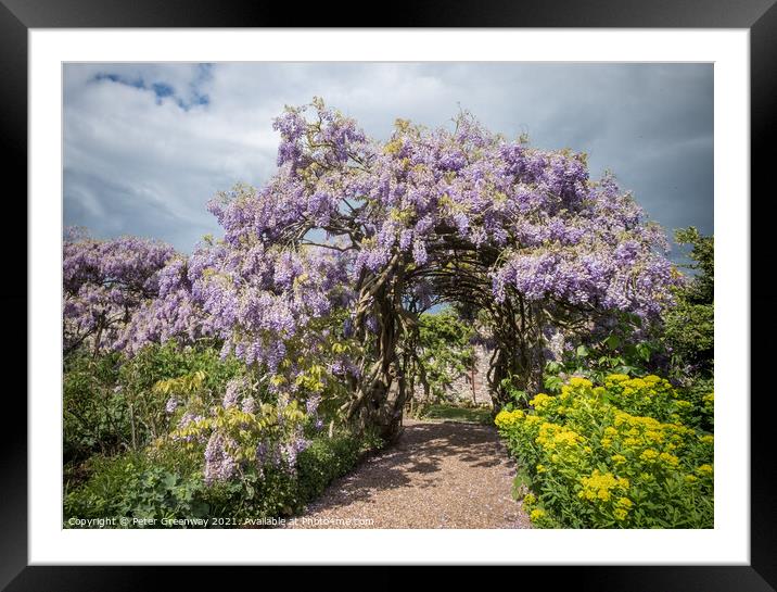 Ancient 125 Year Old Wisteria In The Gardens At Gr Framed Mounted Print by Peter Greenway