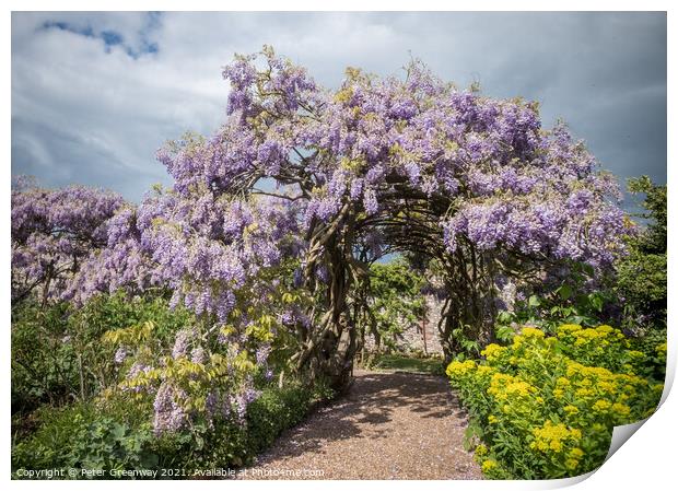 Ancient 125 Year Old Wisteria In The Gardens At Gr Print by Peter Greenway