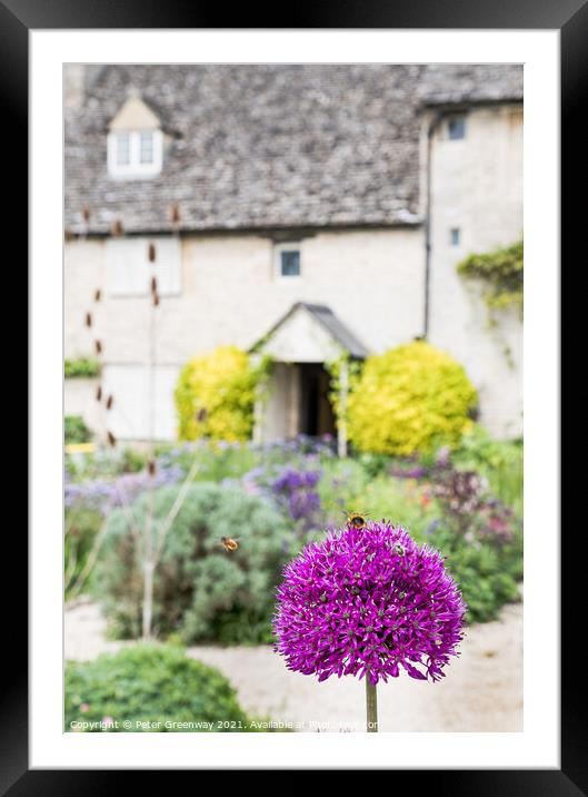 Honey Bee On An Allium Flower in English Cottage G Framed Mounted Print by Peter Greenway