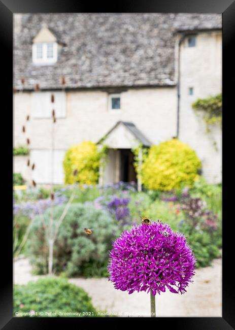 Honey Bee On An Allium Flower in English Cottage G Framed Print by Peter Greenway