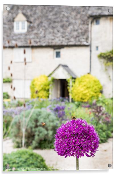 Honey Bee On An Allium Flower in English Cottage G Acrylic by Peter Greenway