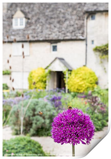 Honey Bee On An Allium Flower in English Cottage G Print by Peter Greenway