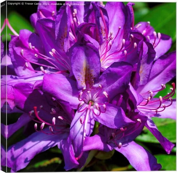 Rhodendrum - 01 Canvas Print by Trevor Camp