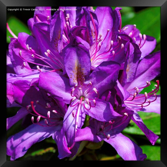 Rhodendrum - 01 Framed Print by Trevor Camp