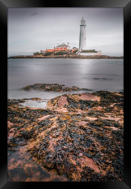St Mary's Lighthouse Framed Print by Mark Jones