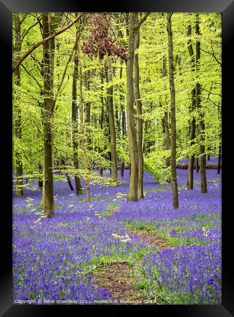 Bluebell Woods - Dockey Wood Ashridge Estate Framed Print by Peter Greenway