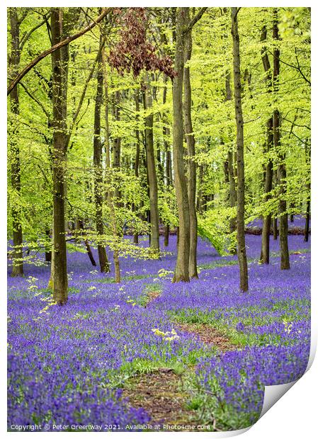 Bluebell Woods - Dockey Wood Ashridge Estate Print by Peter Greenway
