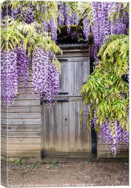 Wisteria Boughs Overhanging A Gardeners Shed Canvas Print by Peter Greenway