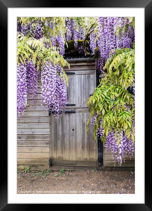 Wisteria Boughs Overhanging A Gardeners Shed Framed Mounted Print by Peter Greenway