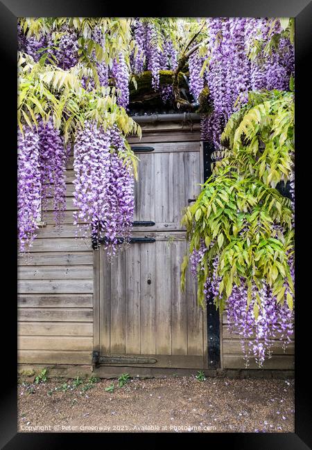 Wisteria Boughs Overhanging A Gardeners Shed Framed Print by Peter Greenway