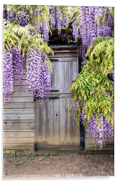 Wisteria Boughs Overhanging A Gardeners Shed Acrylic by Peter Greenway