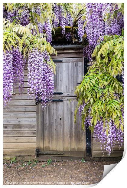 Wisteria Boughs Overhanging A Gardeners Shed Print by Peter Greenway