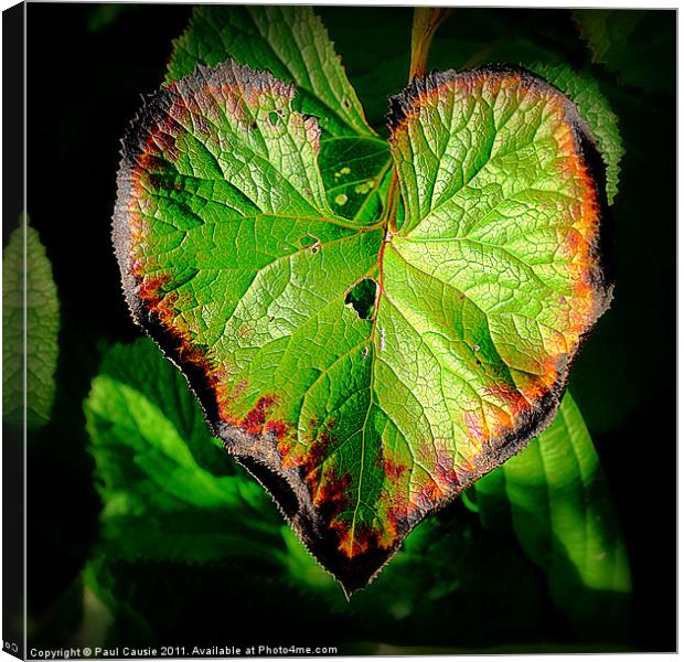 Natures Valentine II Canvas Print by Paul Causie
