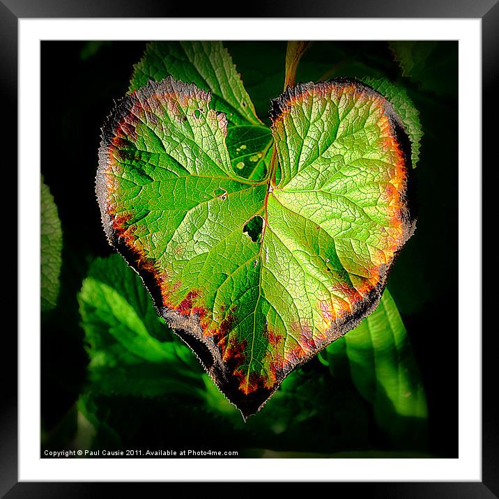 Natures Valentine II Framed Mounted Print by Paul Causie