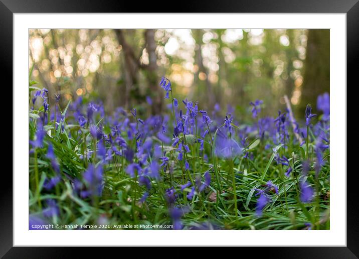 Sussex Bluebells Framed Mounted Print by Hannah Temple
