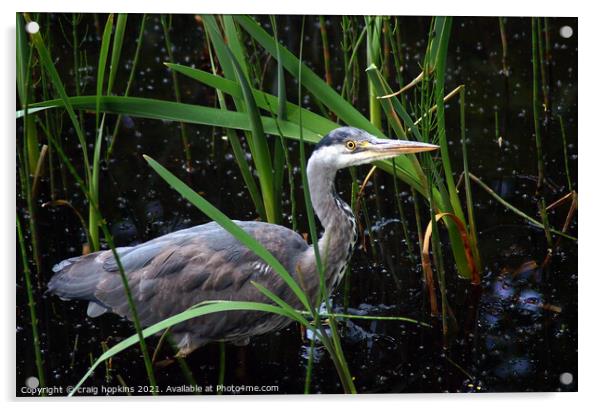 A Heron standing in front of a body of water Acrylic by craig hopkins