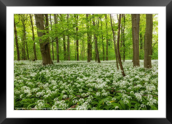 Wild garlic in a beech forest Framed Mounted Print by Thomas Herzog