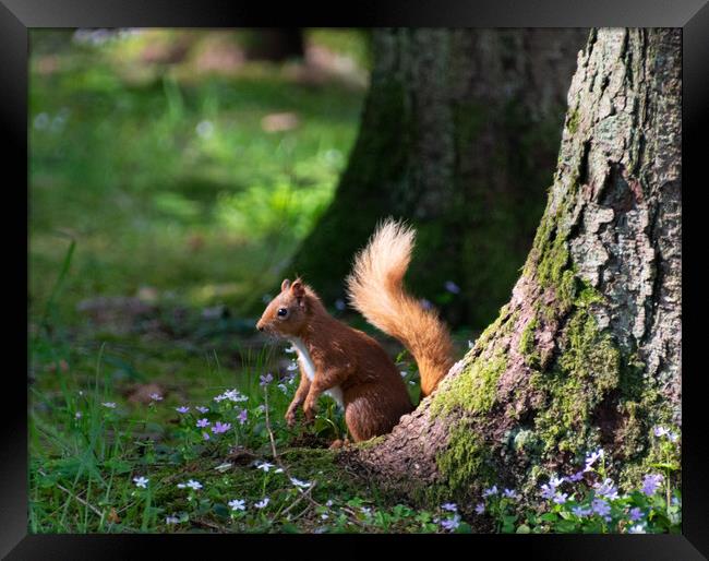 Alert Red Squirrel Framed Print by Stuart Jack