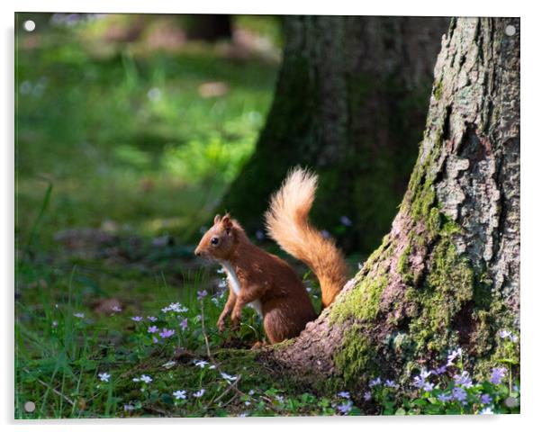 Alert Red Squirrel Acrylic by Stuart Jack