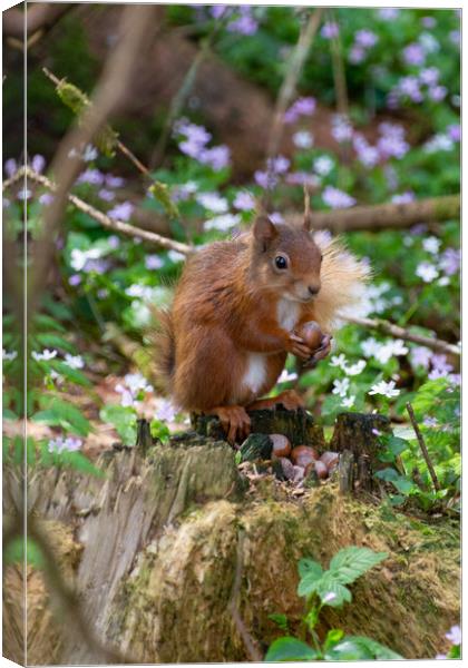 "Scottish Red Squirrel Savors Autumn Harvest" Canvas Print by Stuart Jack