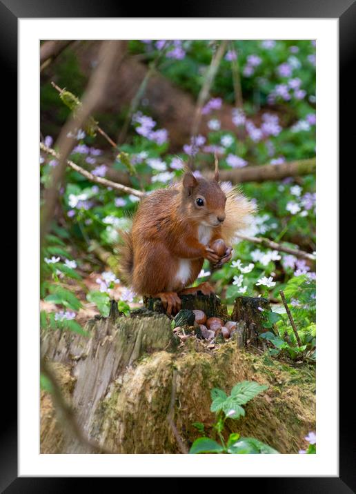 "Scottish Red Squirrel Savors Autumn Harvest" Framed Mounted Print by Stuart Jack