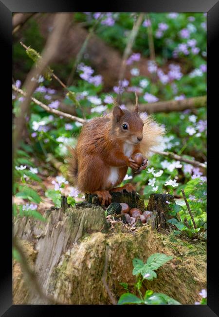 "Scottish Red Squirrel Savors Autumn Harvest" Framed Print by Stuart Jack