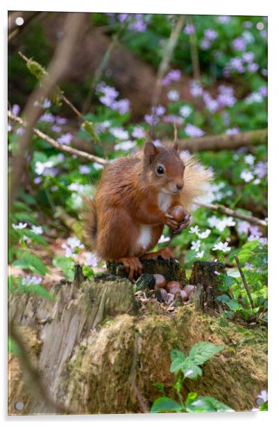 "Scottish Red Squirrel Savors Autumn Harvest" Acrylic by Stuart Jack