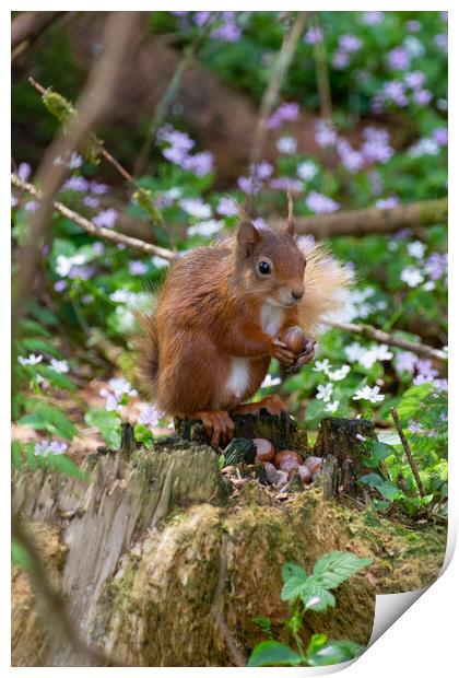 "Scottish Red Squirrel Savors Autumn Harvest" Print by Stuart Jack
